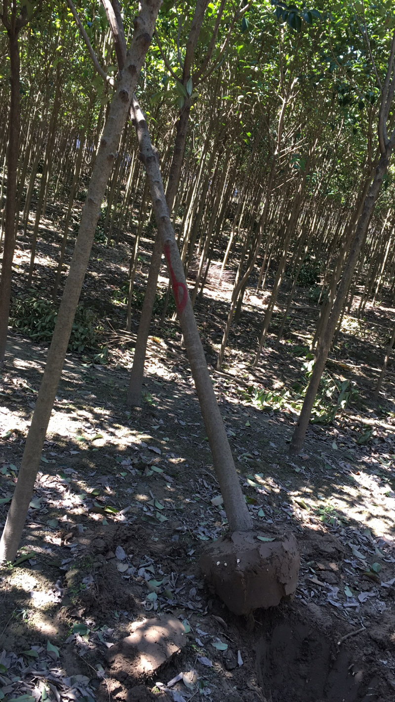 大叶女贞苗圃直销