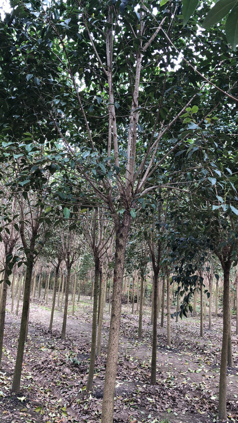 大叶女贞苗圃直销