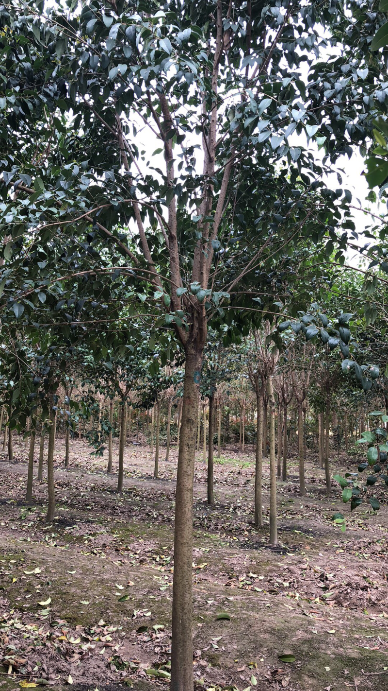 大叶女贞苗圃直销