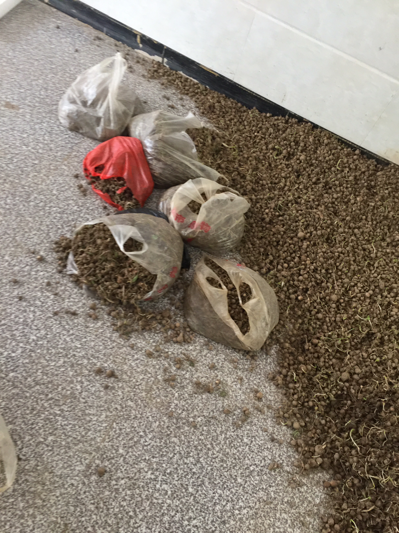 旱半夏种子