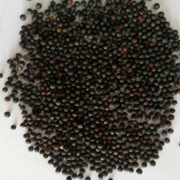 纯菜子油