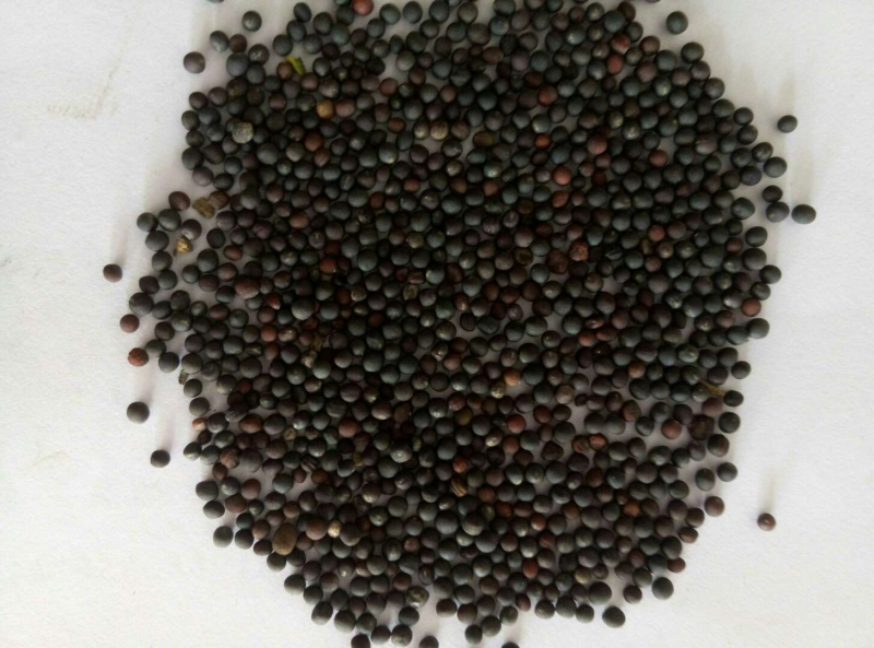 纯菜子油