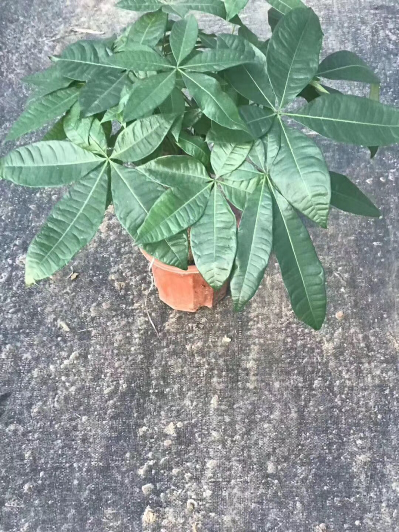 发财树