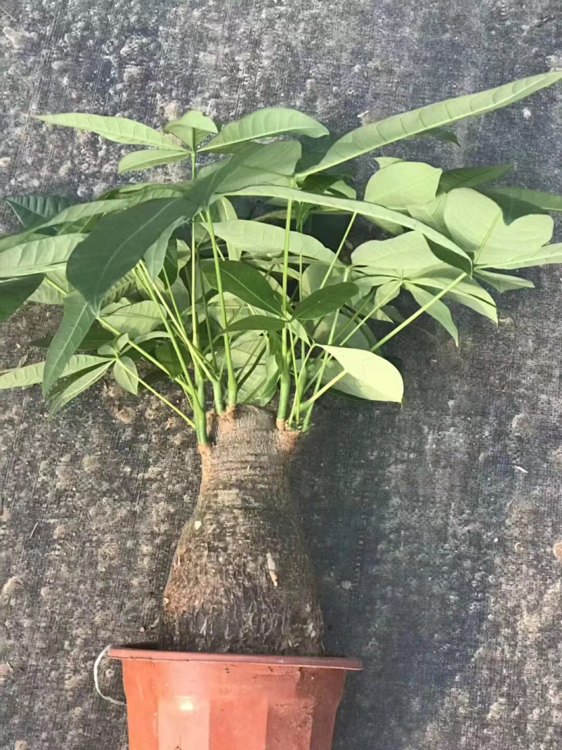 发财树
