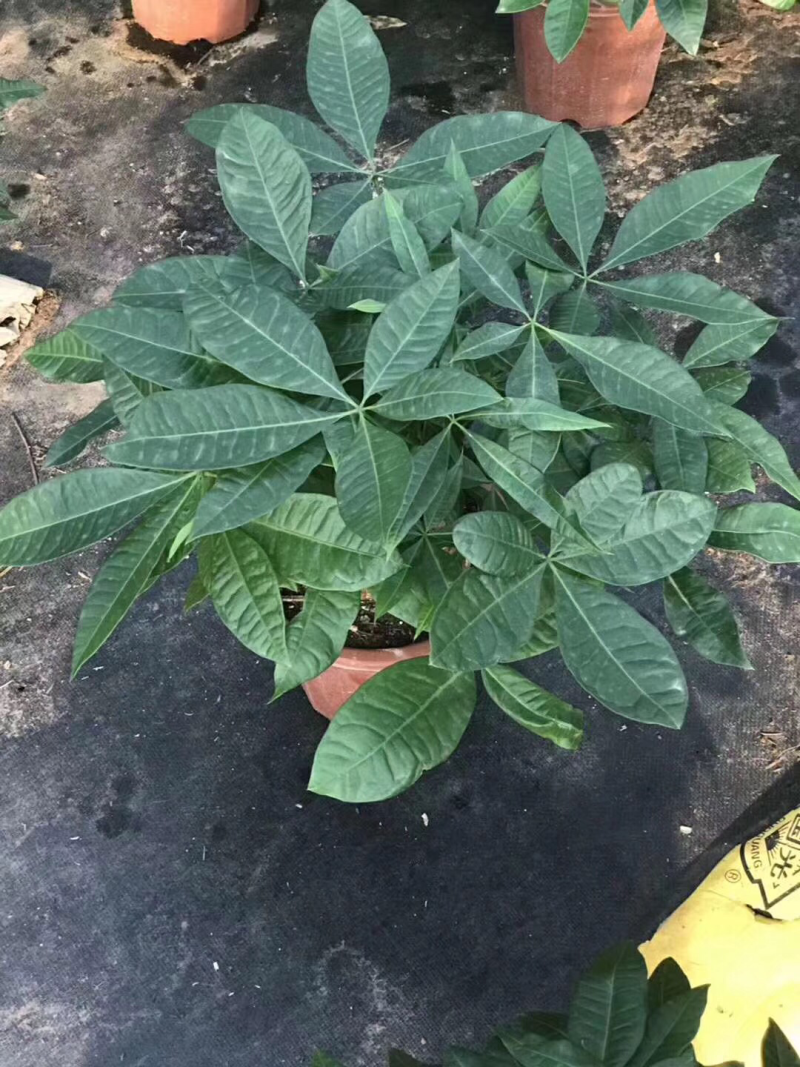发财树