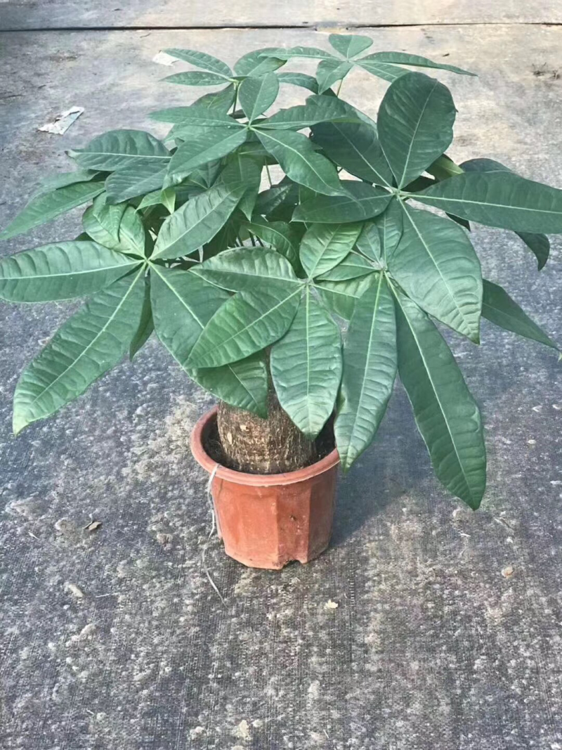 发财树