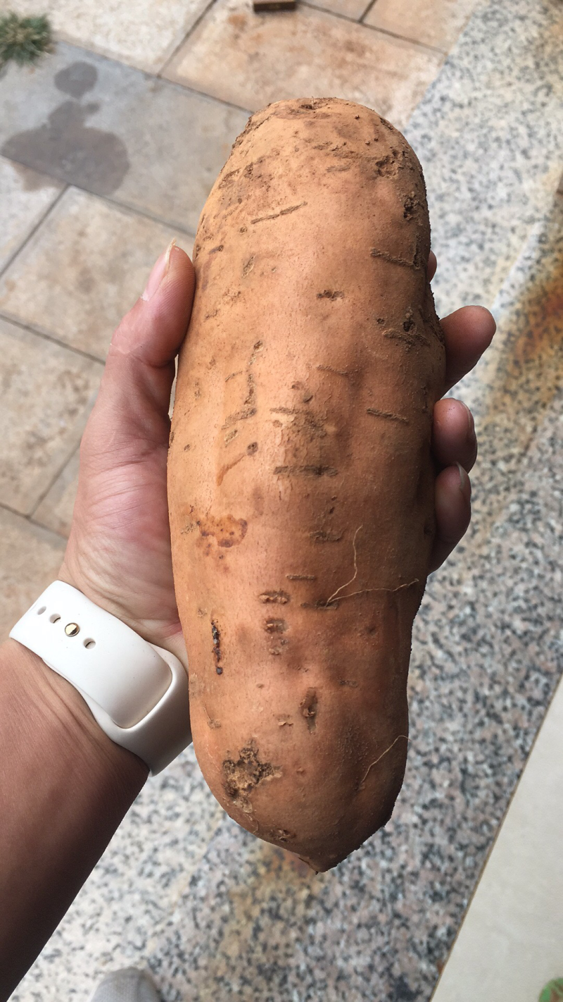 黄心蜜薯