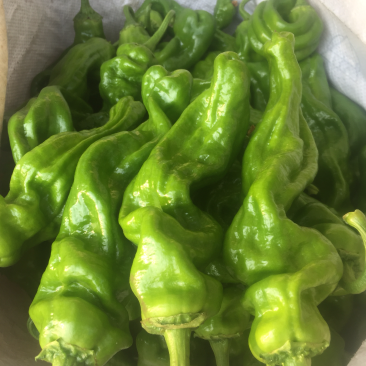 芜湖薄皮辣椒大量上市，需要前来咨询
