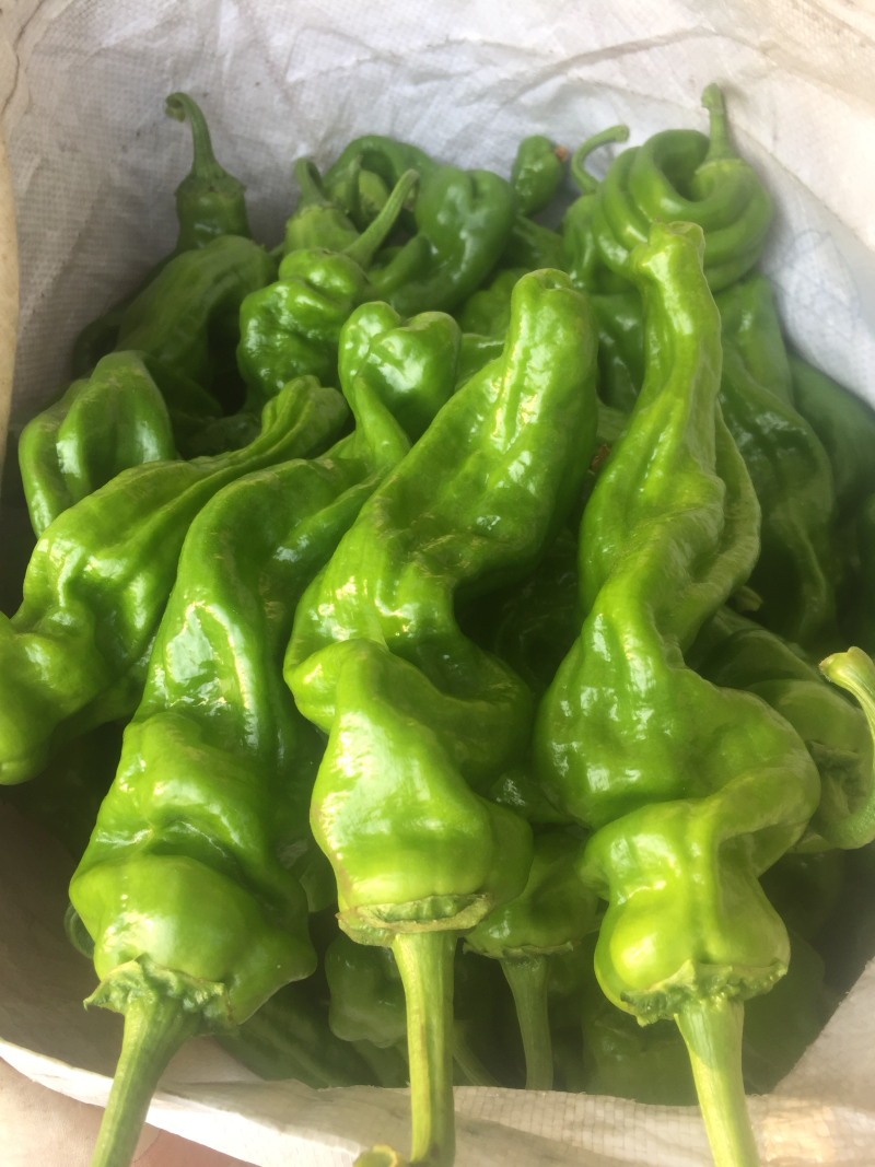 芜湖薄皮辣椒大量上市，需要前来咨询