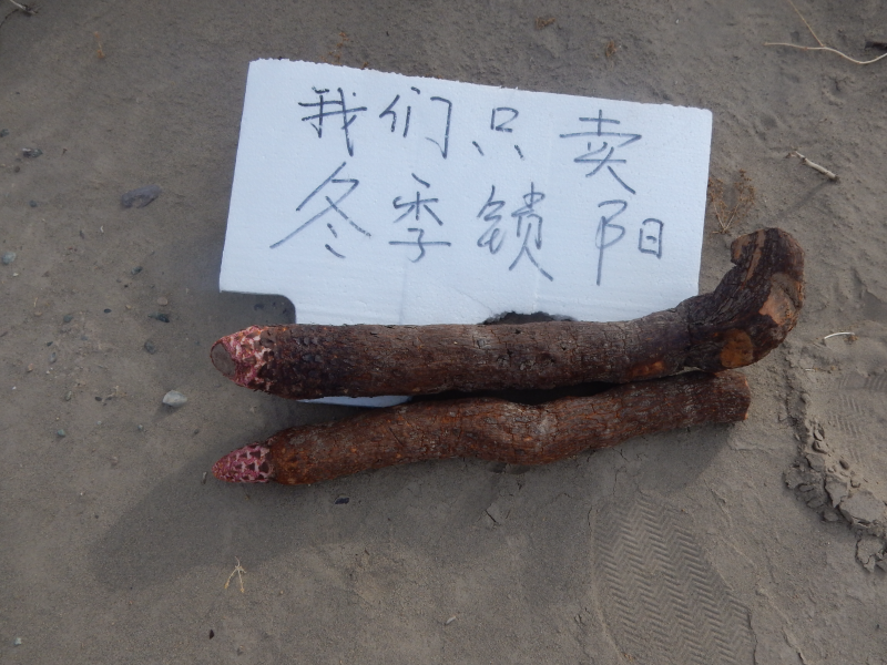 瓜州锁阳，甘肃野生冬季金锁阳鲜货锁阳5斤包邮