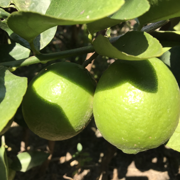 越南无籽青柠檬(物美价廉)