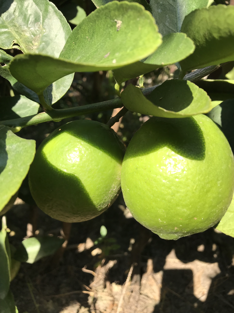 越南无籽青柠檬(物美价廉)