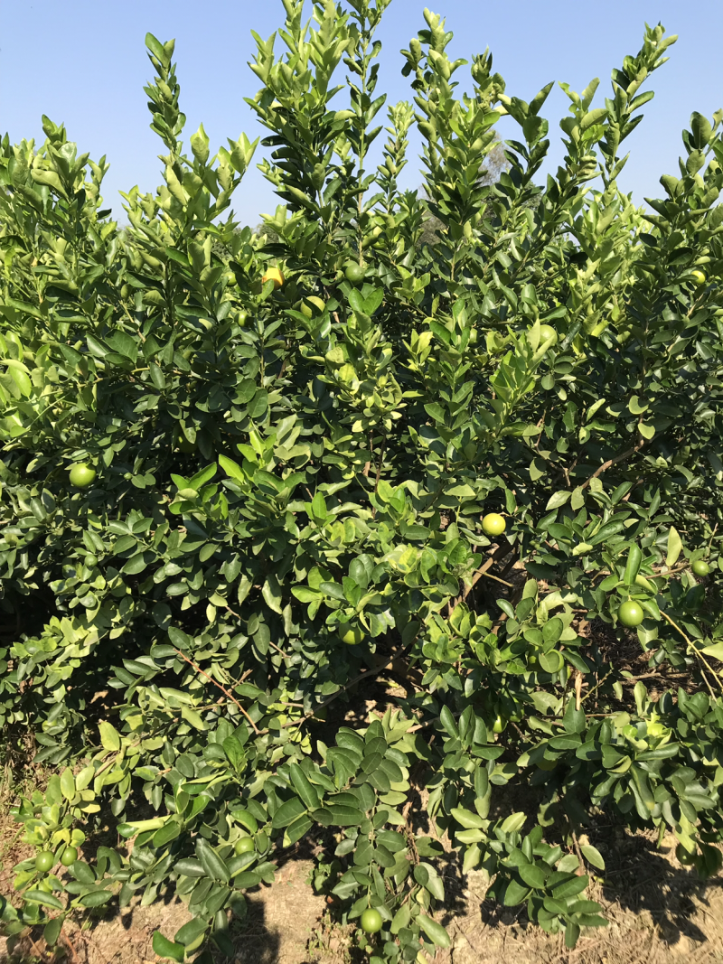越南无籽青柠檬(物美价廉)