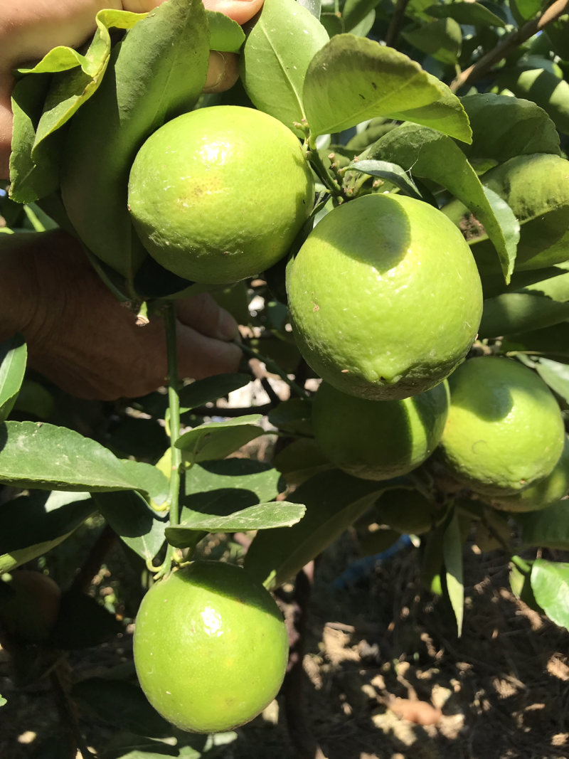 越南无籽青柠檬(物美价廉)