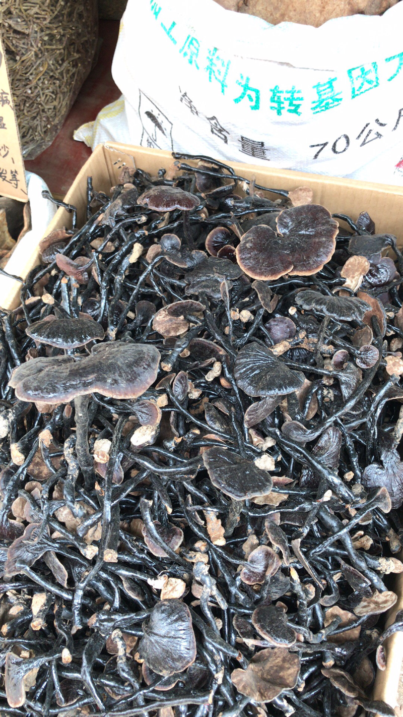 竹灵芝