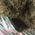 产地直供半边莲，欢迎新老朋友前来考察洽谈业务！