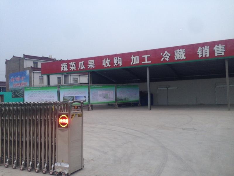 白萝卜-市场精品、酱厂罗卜可分等级，单位经营诚信可靠
