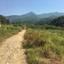 山地出租，60元/亩，山上全开好路