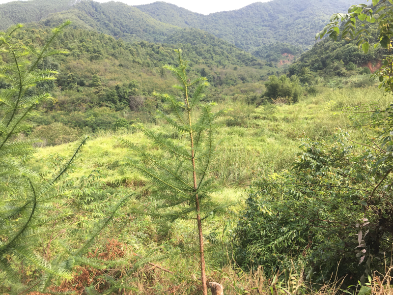 山地出租，60元/亩，山上全开好路