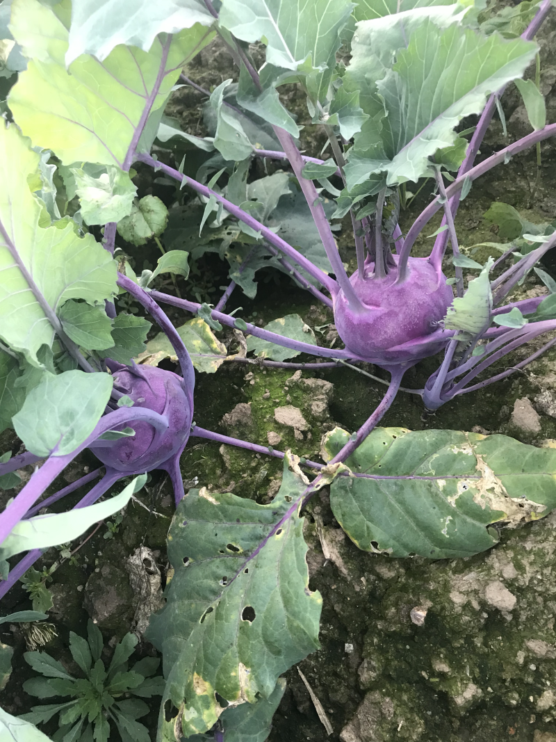 苤蓝大量上市