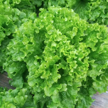 生菜上市了