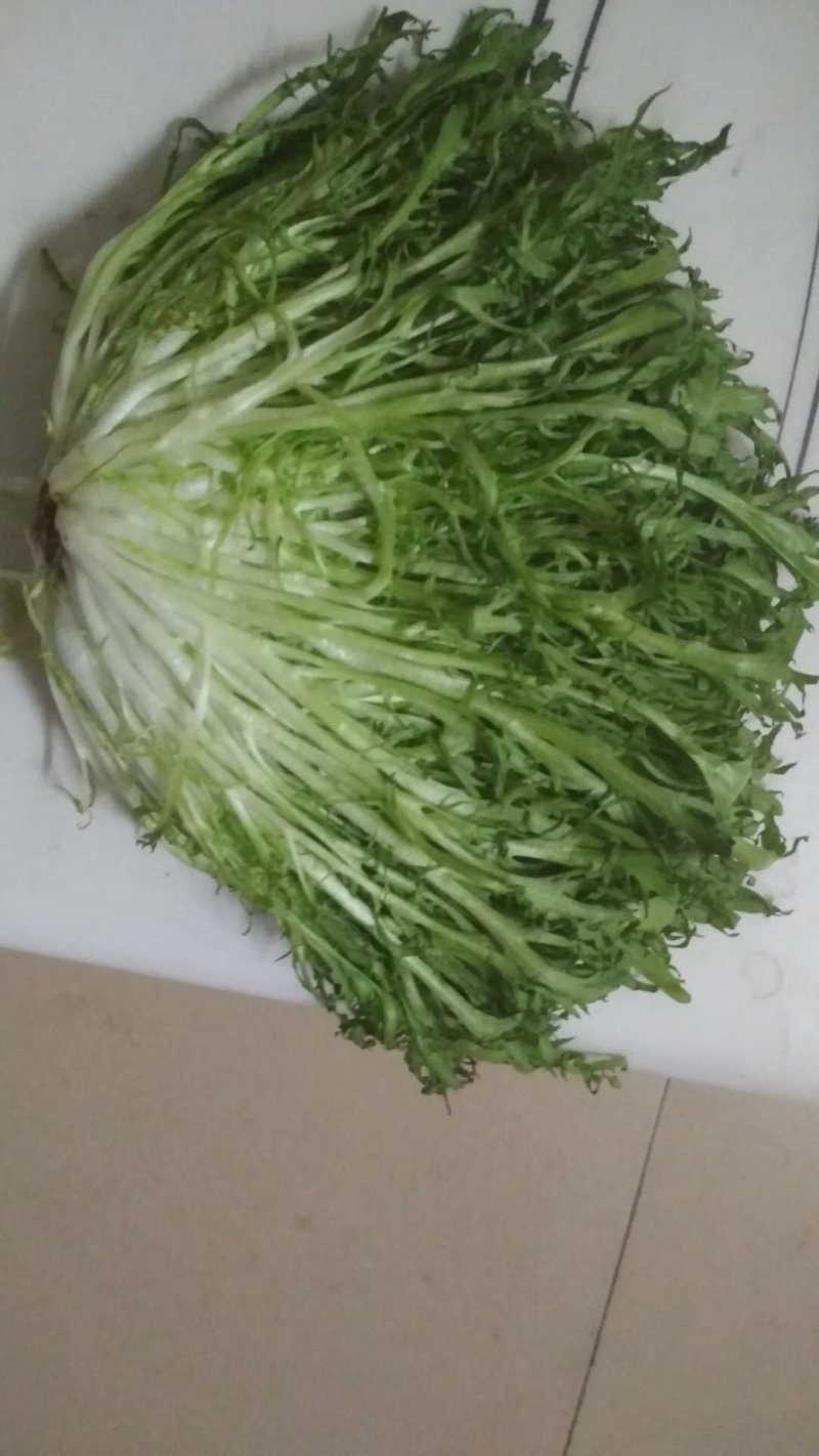 苦菊