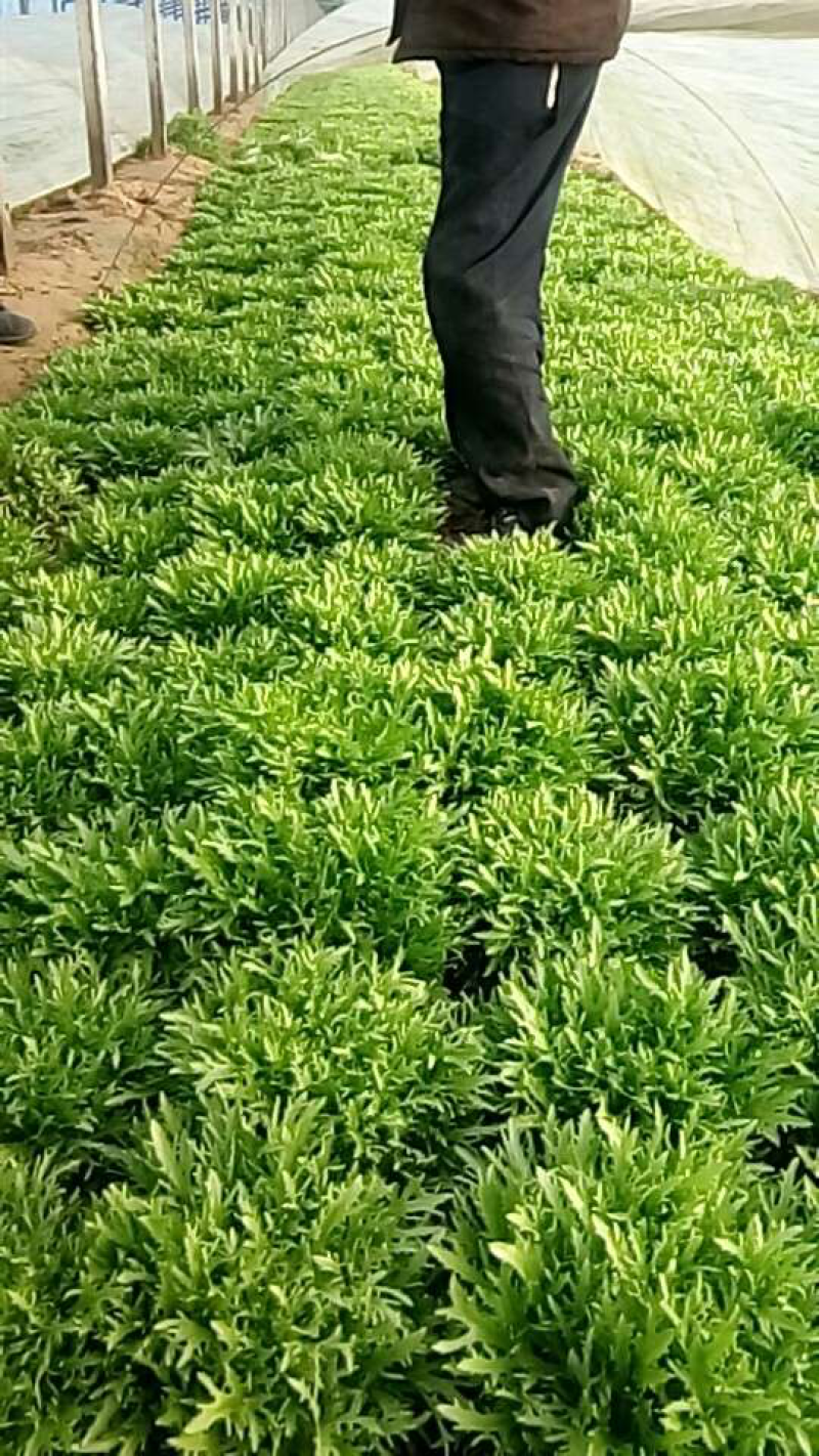 苦菊