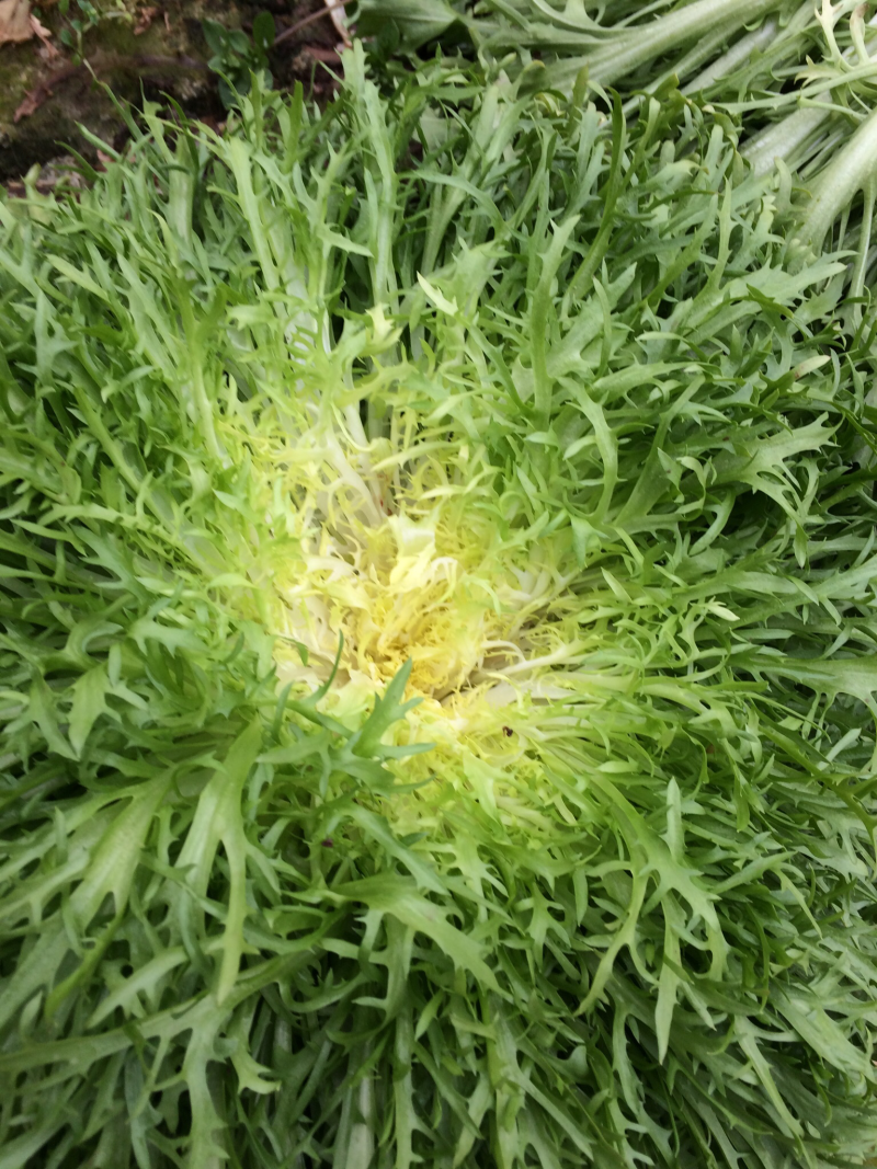 苦菊