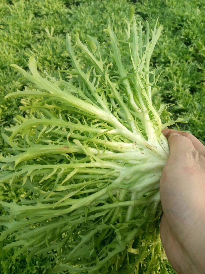 苦菊