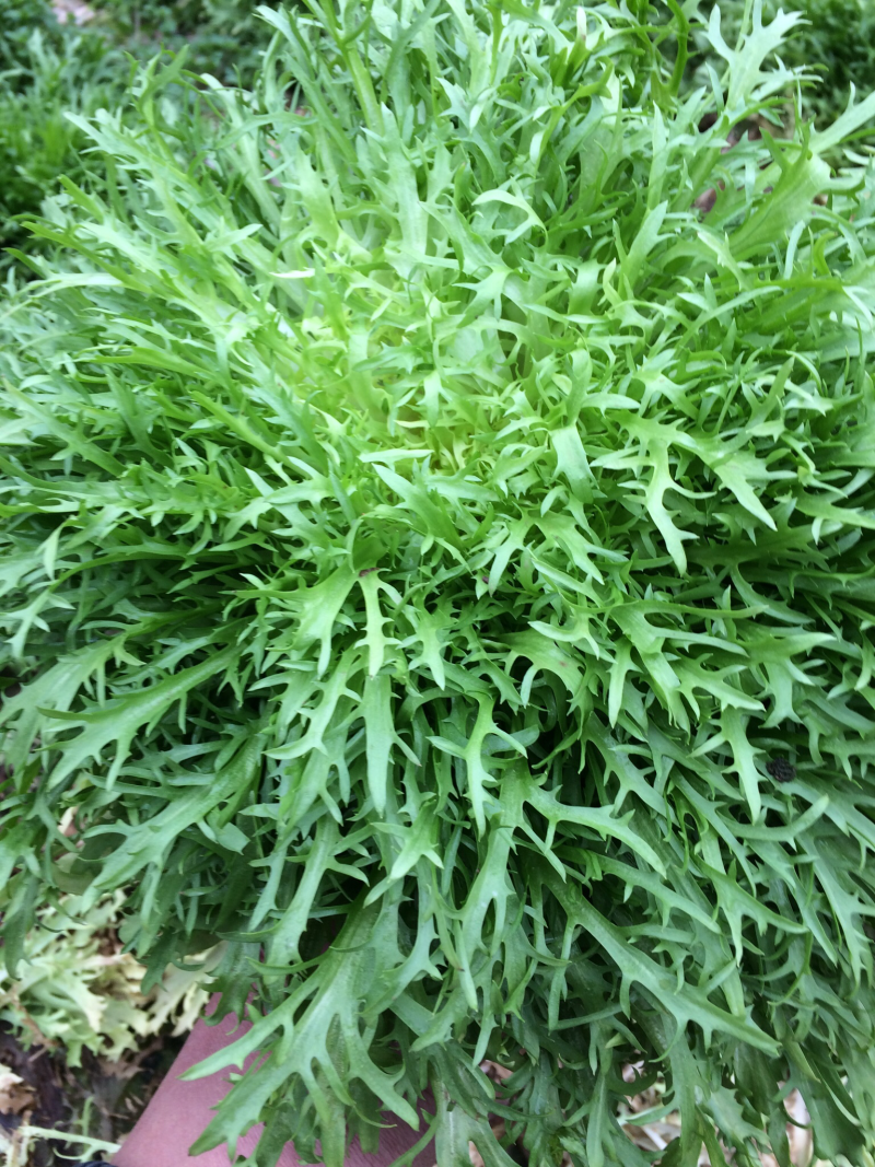 苦菊
