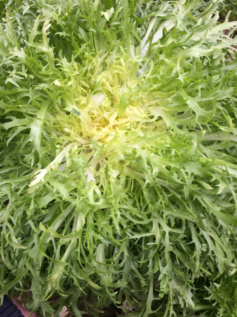 苦菊