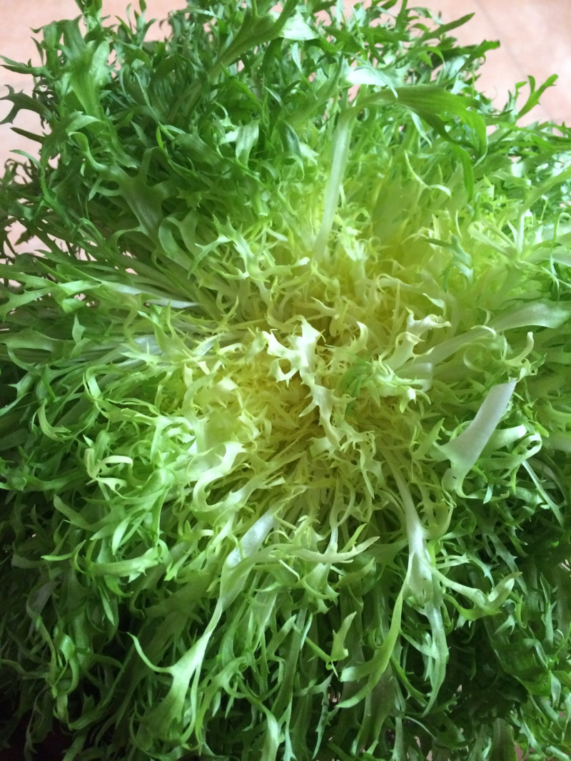 苦菊