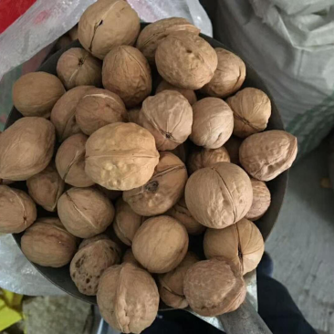 新疆薄皮核桃，出仁率高，成都大量现货