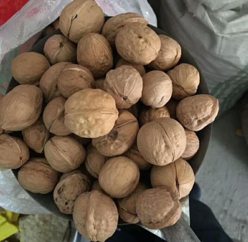 新疆薄皮核桃，出仁率高，成都大量现货
