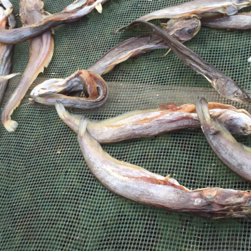 鲶鱼干