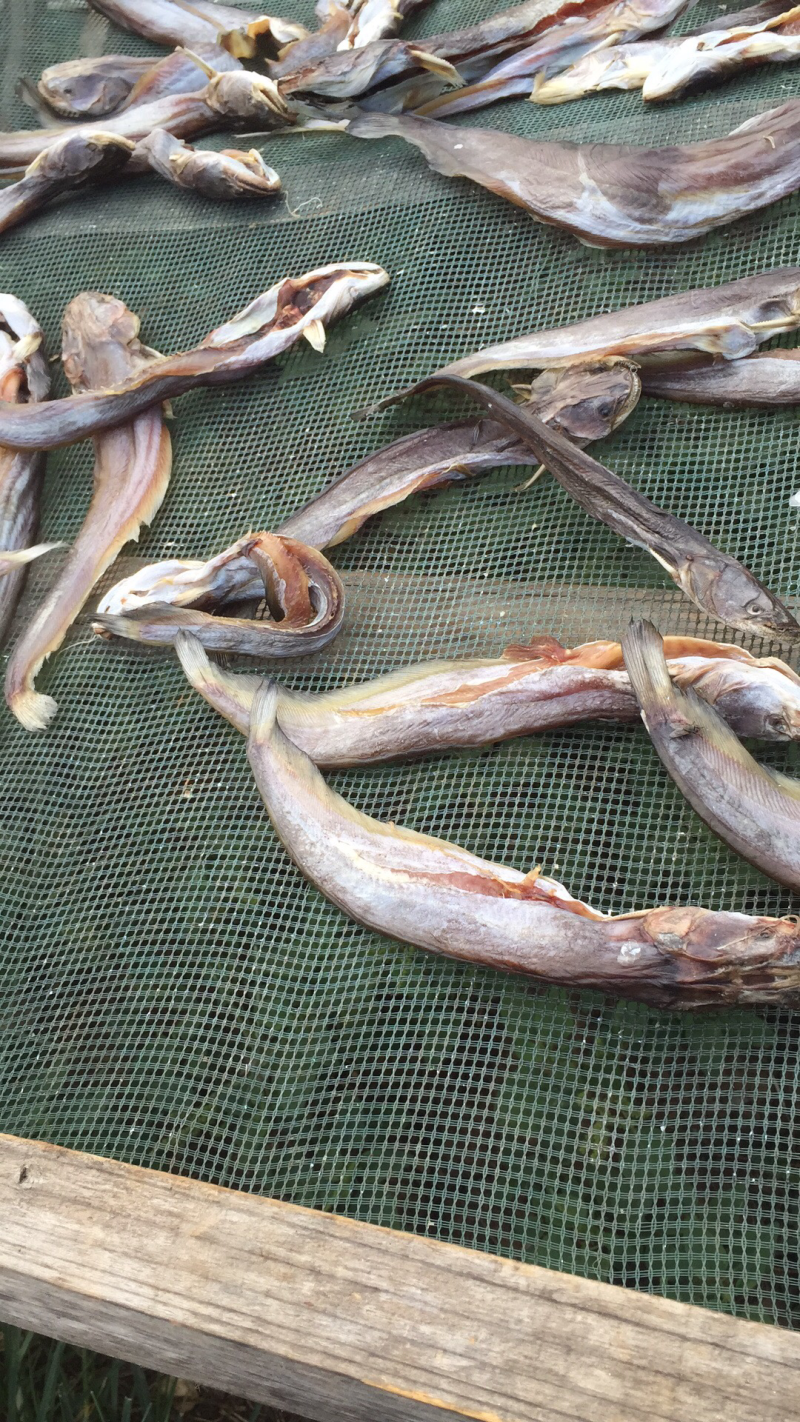鲶鱼干