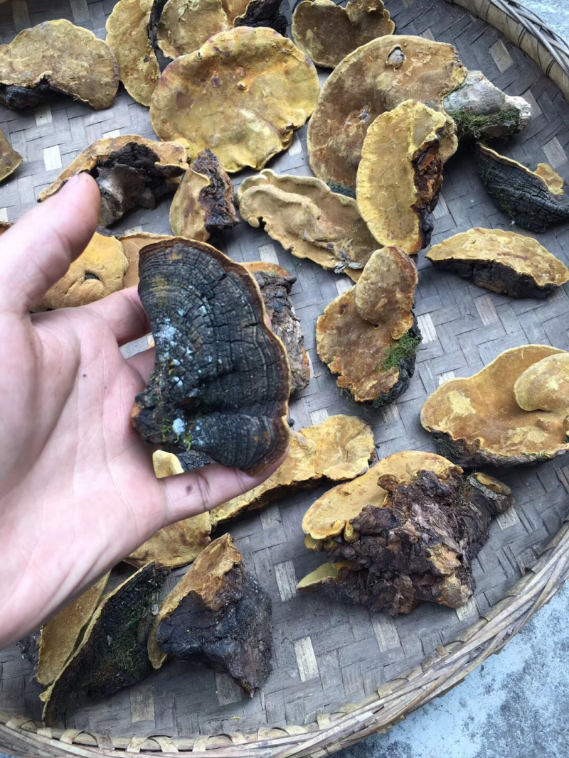 西藏桑黄.正宗一手货源，岩桑黄，全干，新货。