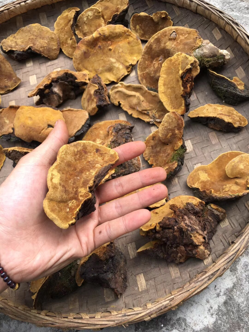 西藏桑黄.正宗一手货源，岩桑黄，全干，新货。