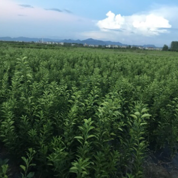 商洲枳壳苗，嫁接枳壳苗两年苗，三年苗