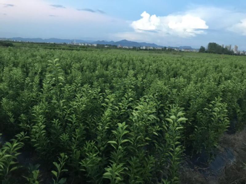 商洲枳壳苗，嫁接枳壳苗两年苗，三年苗