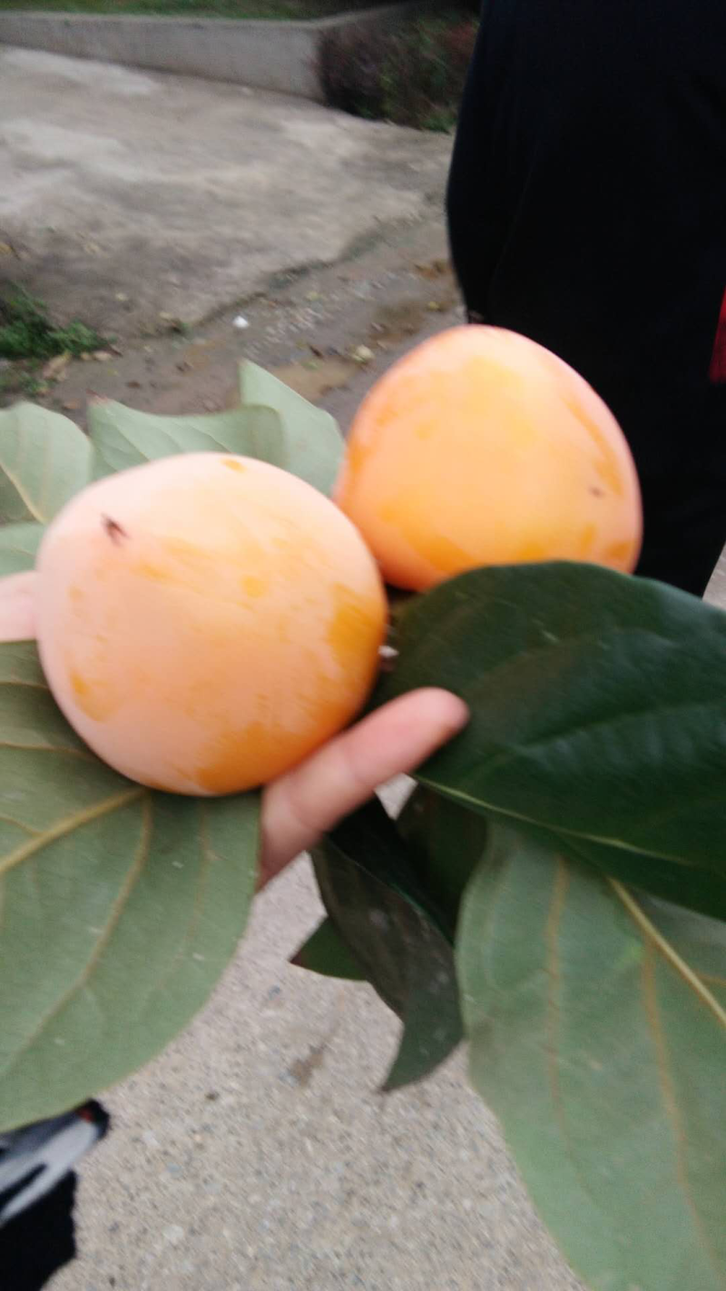 尖柿