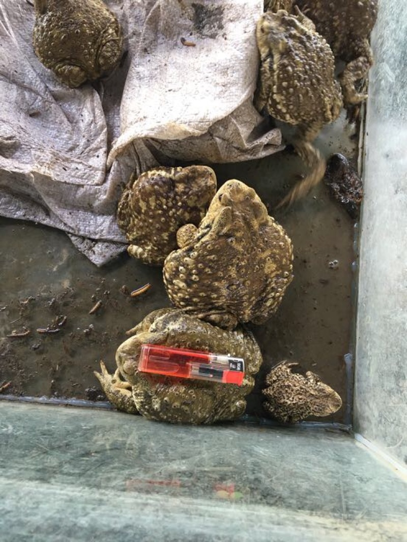 中华大蟾蜍种苗
