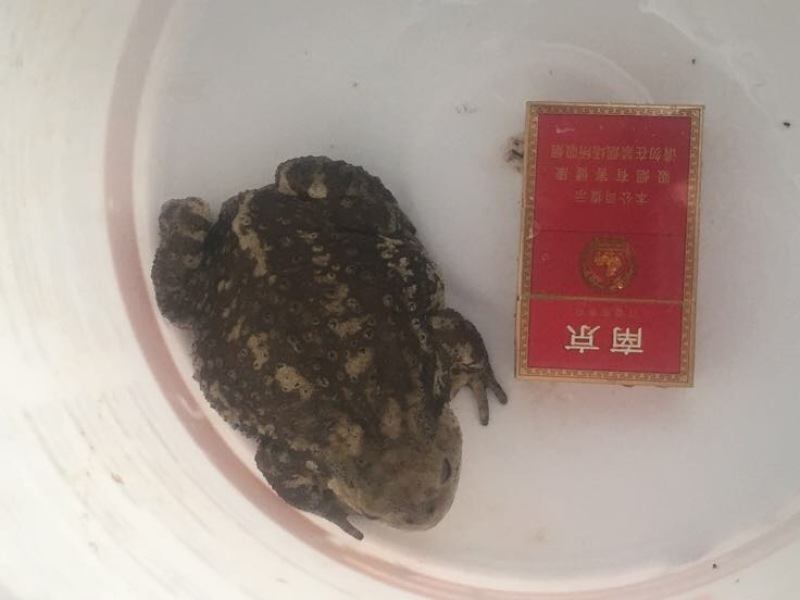 中华大蟾蜍种苗