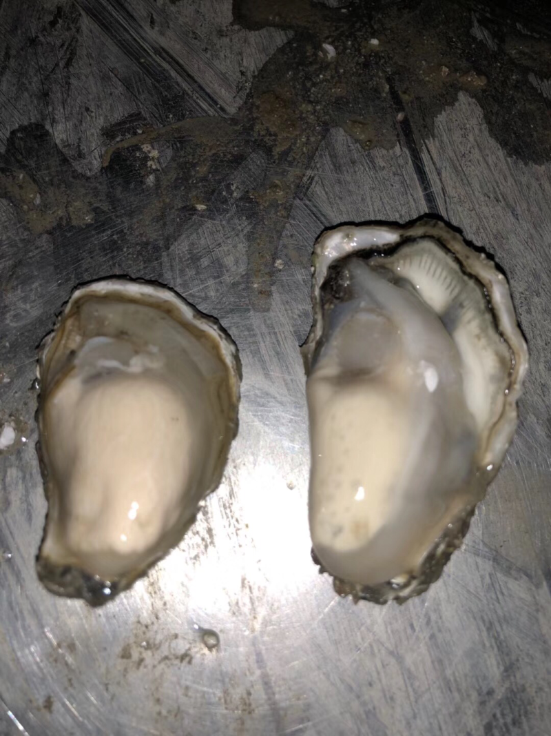海牡蛎特别肥