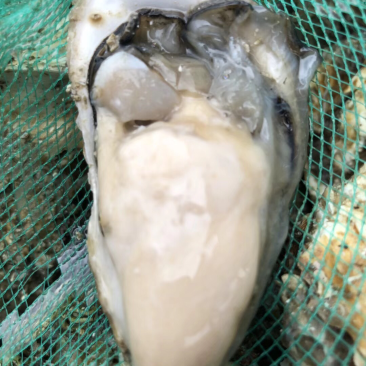海牡蛎特别肥