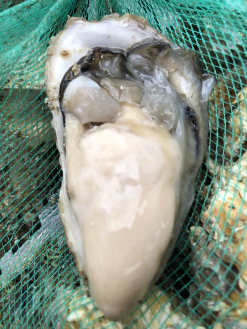 海牡蛎特别肥