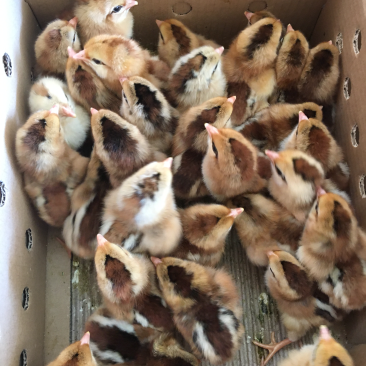 清远麻鸡苗（麻1麻2麻6）