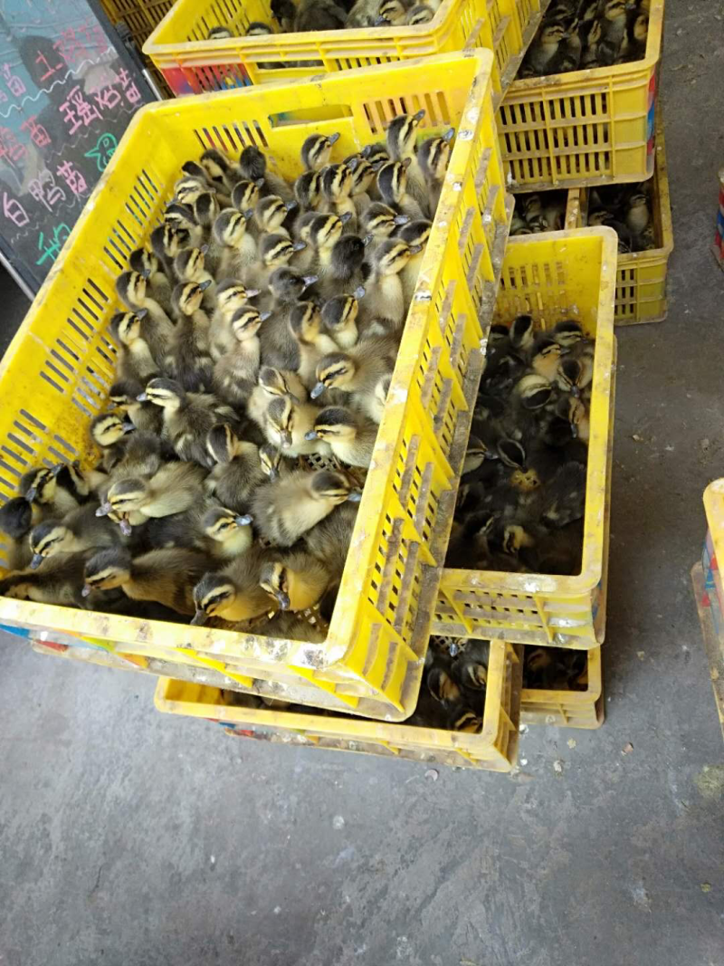 大种麻鸭苗大量有货量多优惠