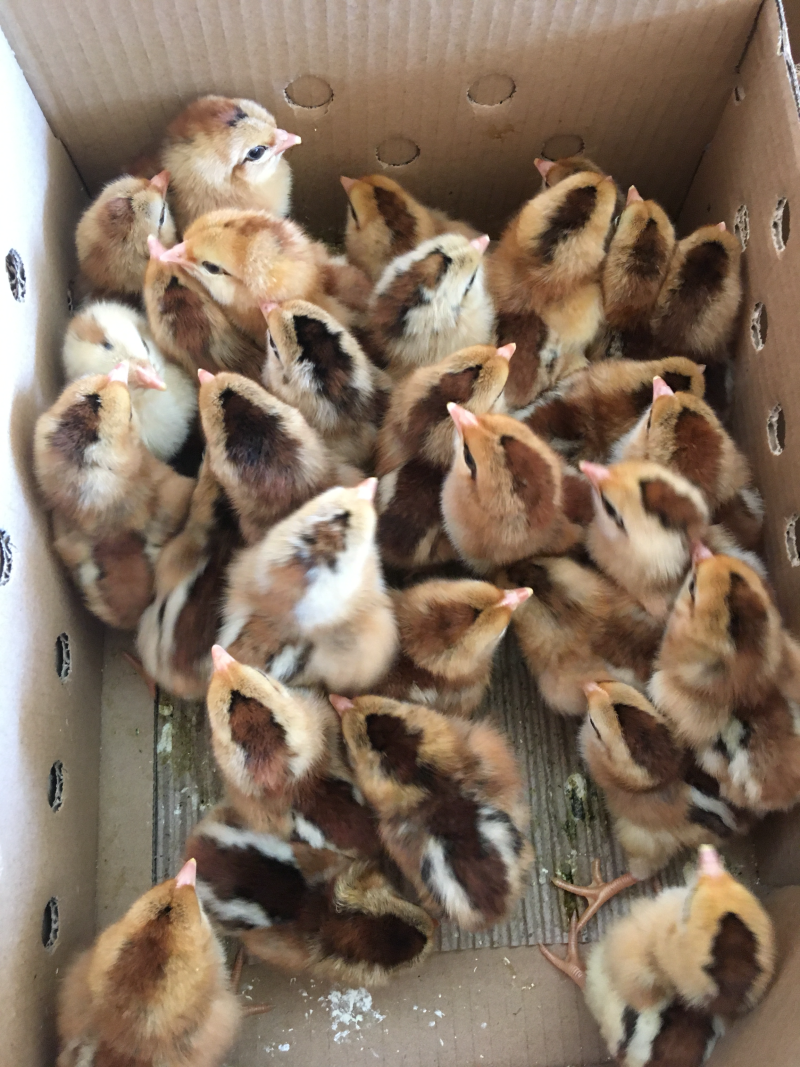 灵山土鸡1.5土2土3鸡苗