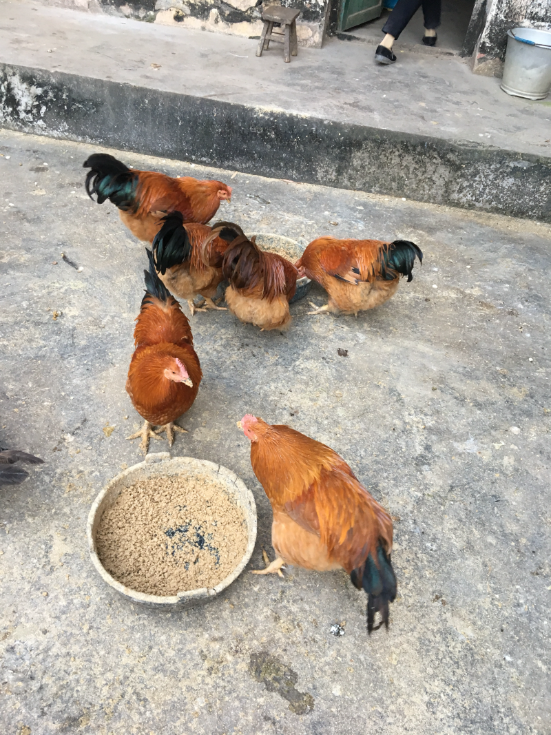 灵山土鸡1.5土2土3鸡苗